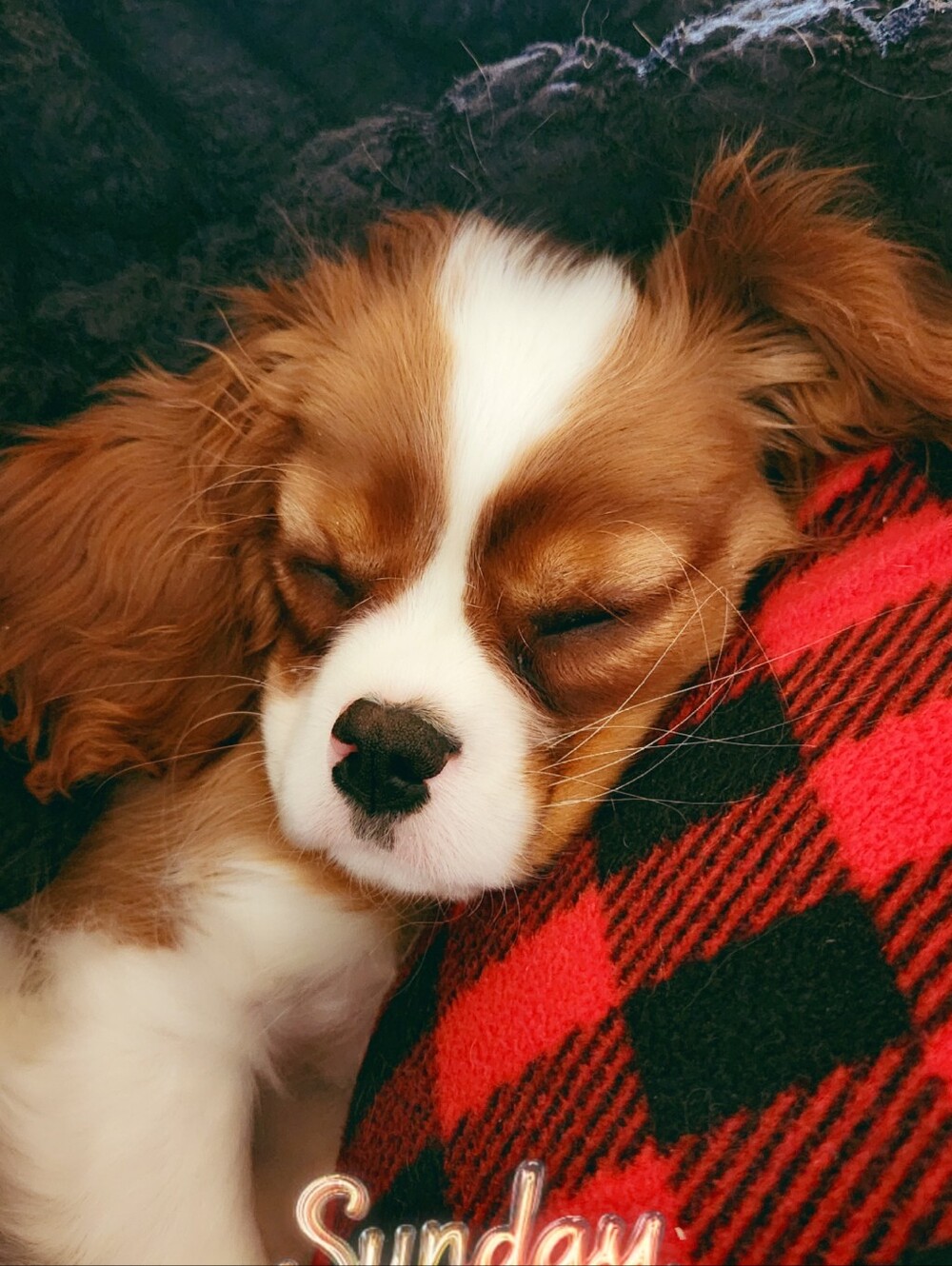 ✨️ALEAH'S LIVE UPDATE✨️ - Picture 9 of 11